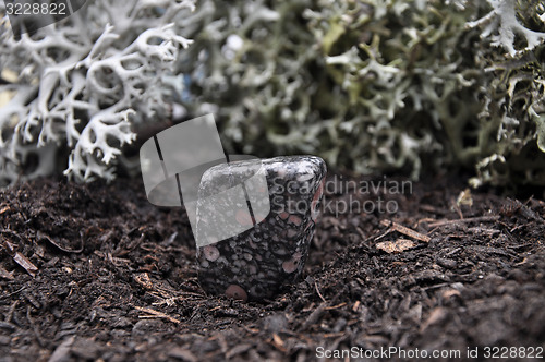 Image of Jasper on forest floor