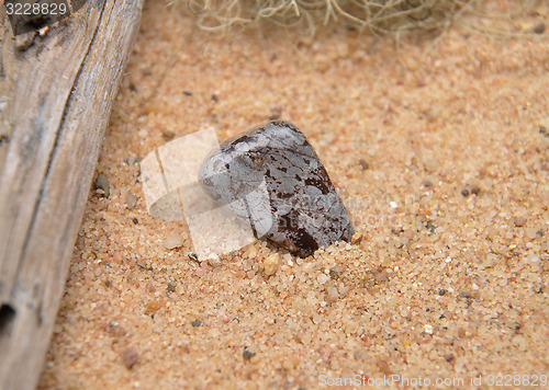 Image of Cipolin on beach