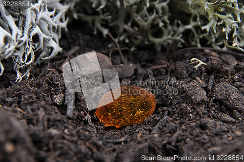 Image of Amber on forest floor