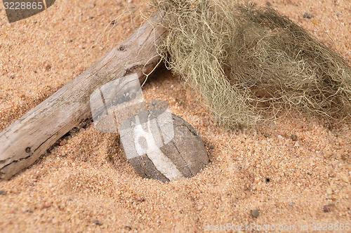 Image of Peeble on beach