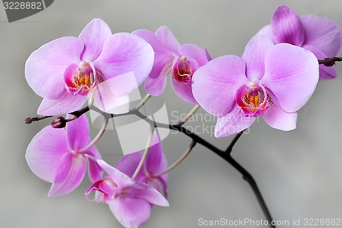 Image of beautiful branch of a blossoming pink orchid 