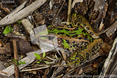 Image of southern leopard frog