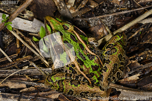 Image of southern leopard frog