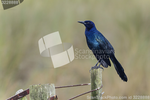 Image of boat-tailed grackle