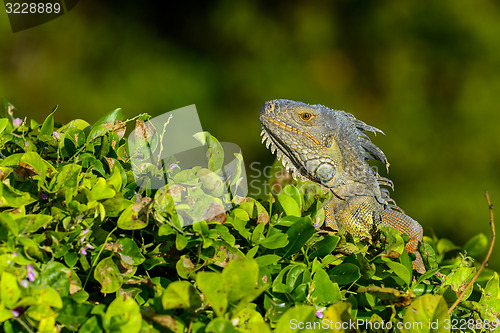 Image of green iguana