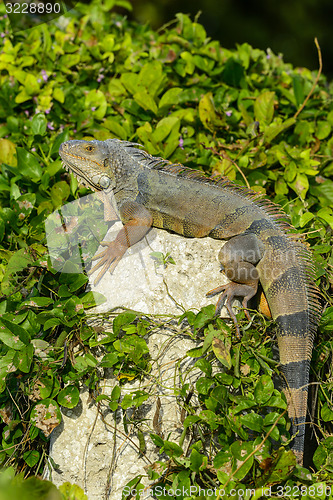 Image of green iguana