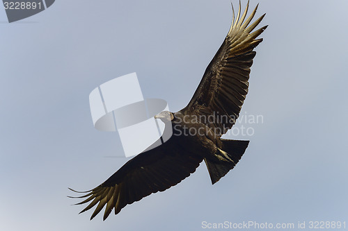 Image of black vulture