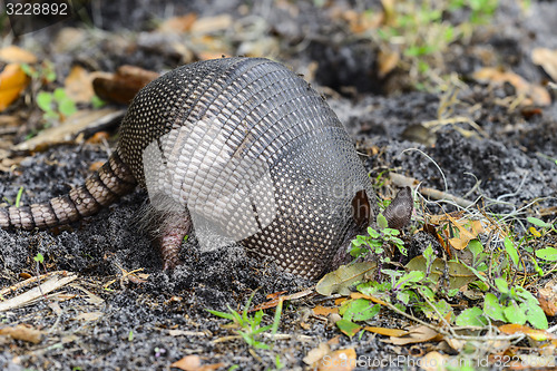 Image of nine-banded armadillo