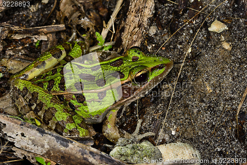 Image of southern leopard frog