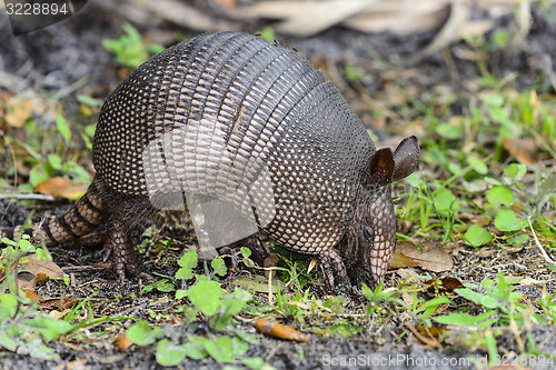 Image of nine-banded armadillo