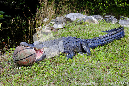 Image of american alligator