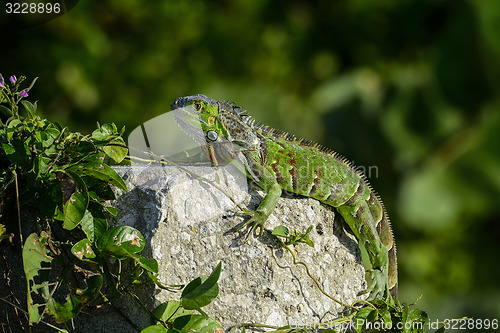 Image of green iguana