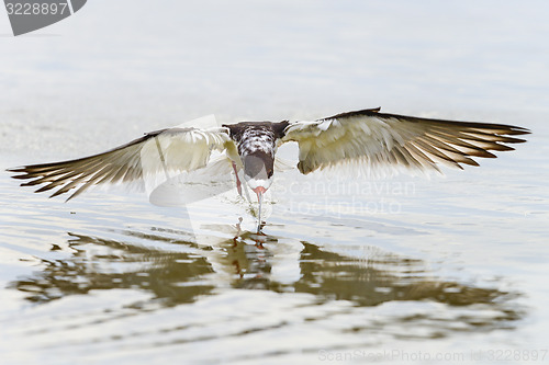 Image of black skimmer, rynchops niger