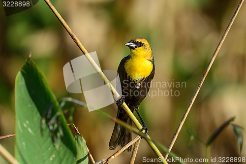 Image of yellow-headed blackbird