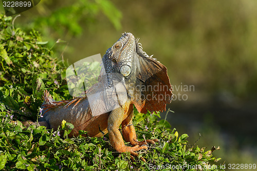 Image of green iguana