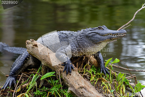 Image of american alligator