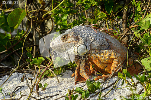 Image of green iguana