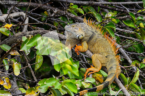 Image of green iguana