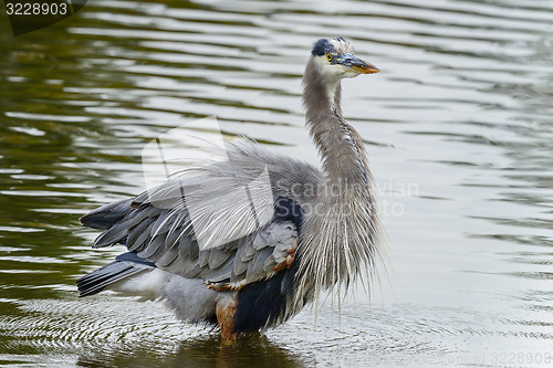 Image of great blue heron