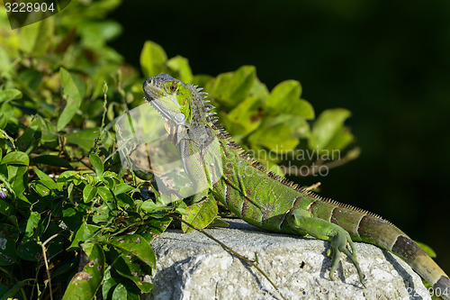 Image of green iguana