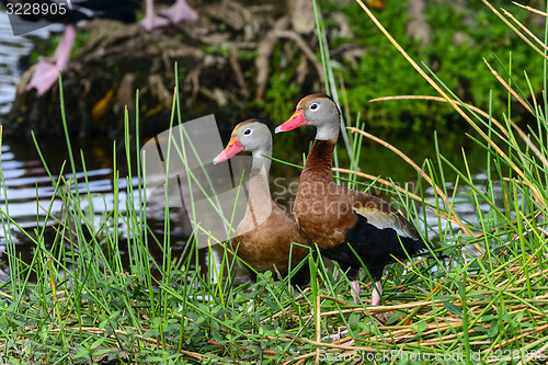 Image of black-bellied whistling-duck