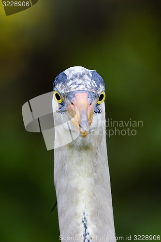 Image of great blue heron
