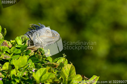 Image of green iguana