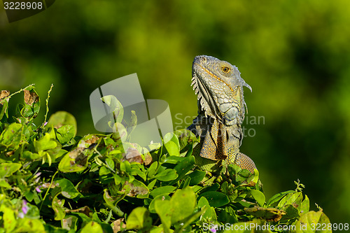 Image of green iguana