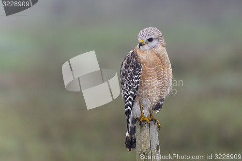 Image of red-shouldered hawk