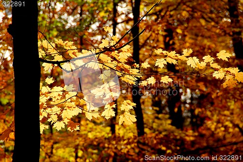 Image of Fall forest