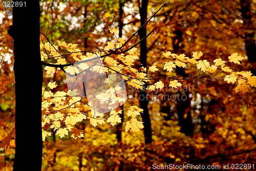 Image of Fall forest