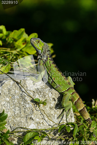 Image of green iguana