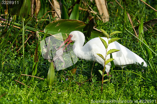 Image of american white ibis