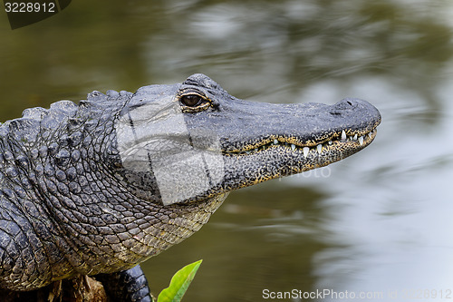 Image of american alligator