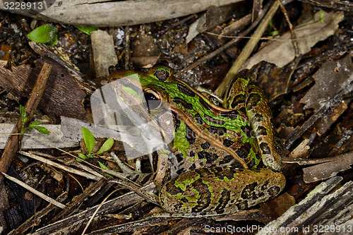 Image of southern leopard frog