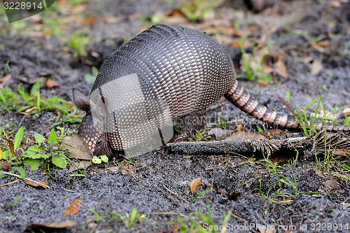 Image of nine-banded armadillo