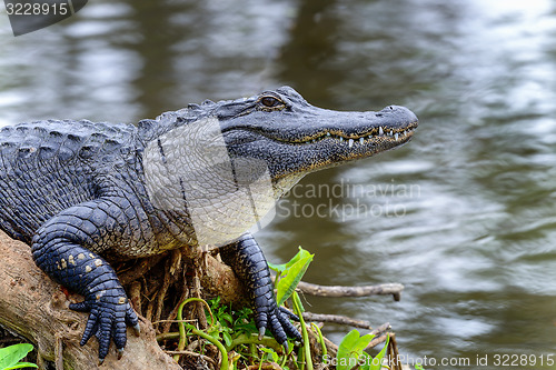 Image of american alligator