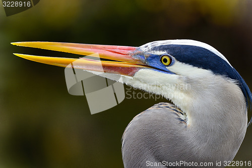 Image of great blue heron