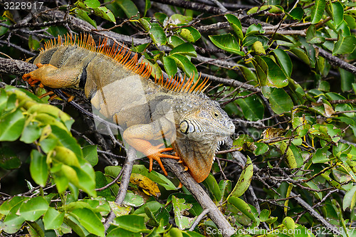 Image of green iguana