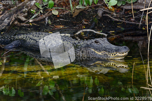 Image of american alligator