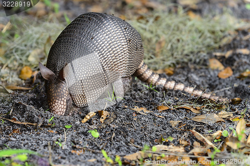 Image of nine-banded armadillo