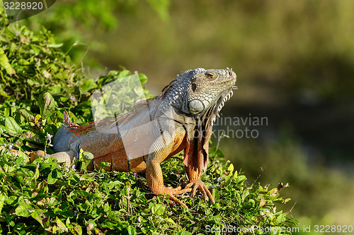 Image of green iguana