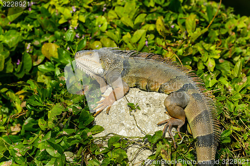 Image of green iguana