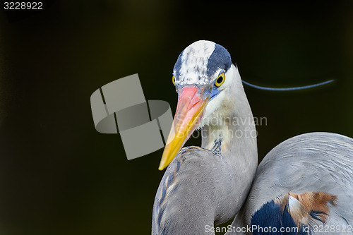 Image of great blue heron