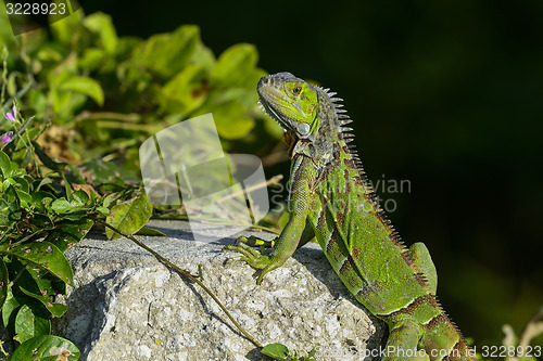 Image of green iguana