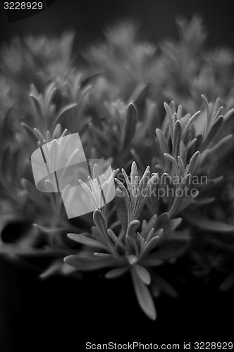 Image of artistic lavender in black and white