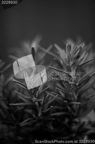 Image of fine art image of rosemary plant in black and white