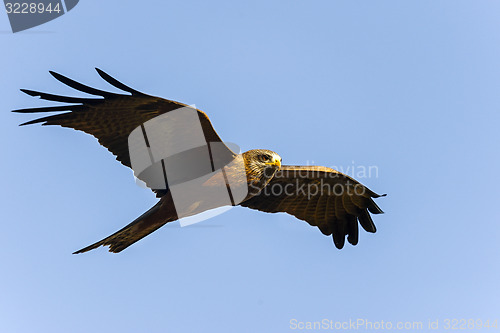 Image of black kite, tsingy de bemahara