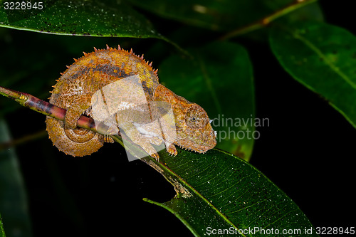 Image of short-horned chameleon, andasibe