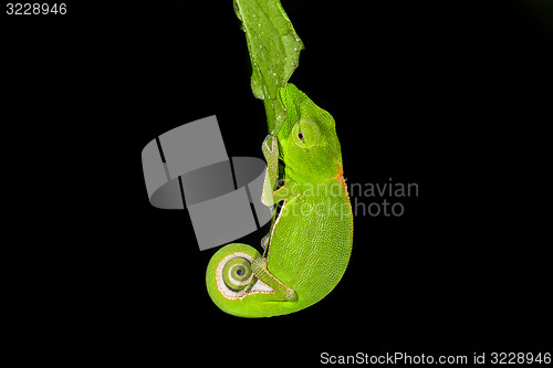 Image of perinet chameleon, andasibe